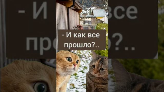 Котики которые в тренде. Смешные котики. #юмор #мемы #смешныеистории