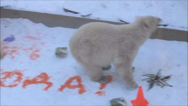 День рождения у медвежат Стрелки и Белки. Они были рады только леечкам 16.12.2024