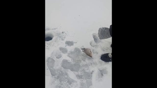 VID_20241217_130057