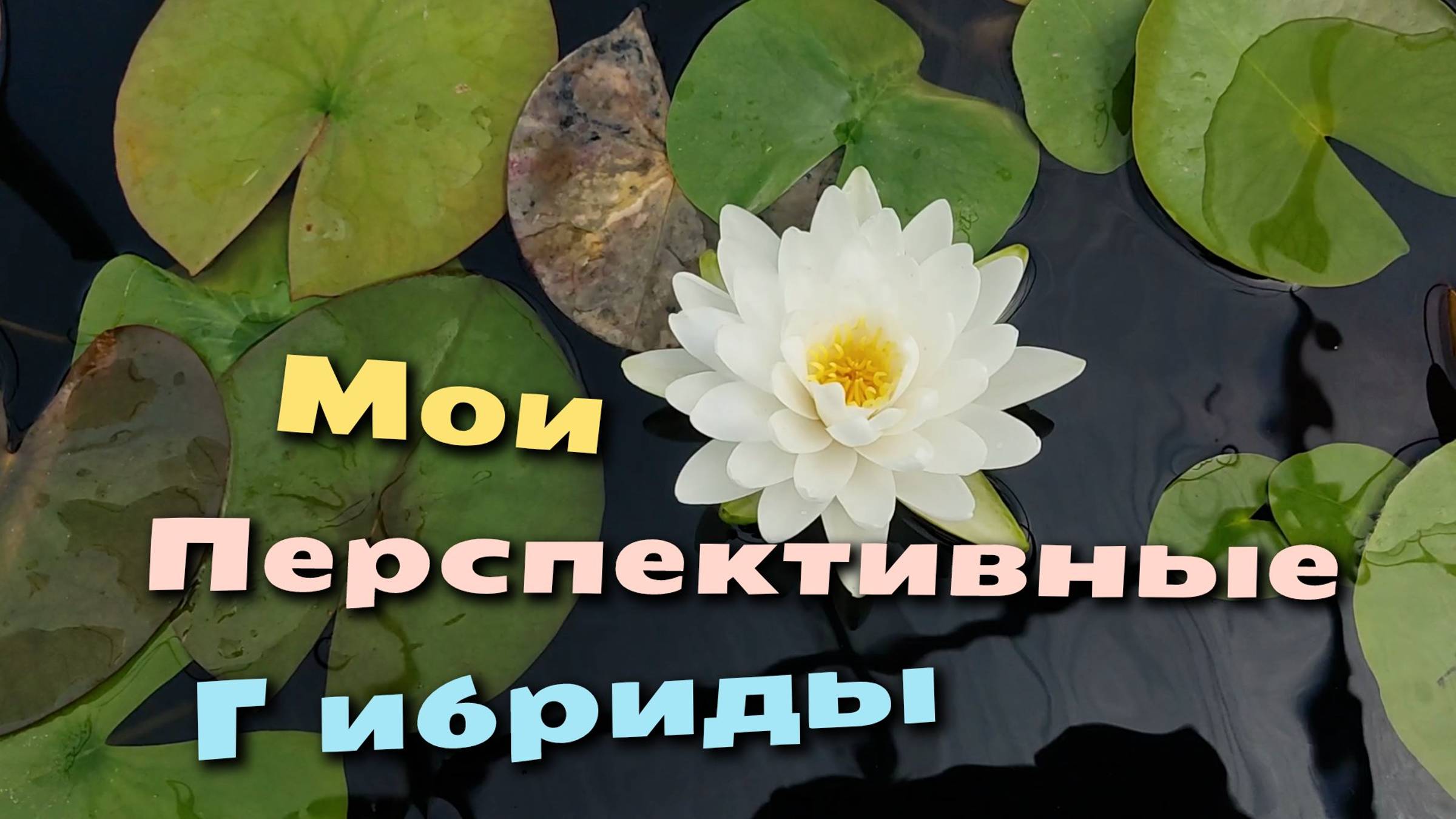 Мои Перспективные Гибриды