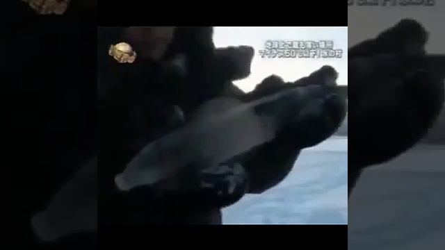 Японцы в ШОКЕ от Якутии. Оймякон  -57 С МОРОЗ