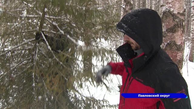 В Нижегородской области стартовала природоохранная акция «Ёлочка, живи!»