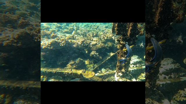 InShot_20241111_121606395.mp4