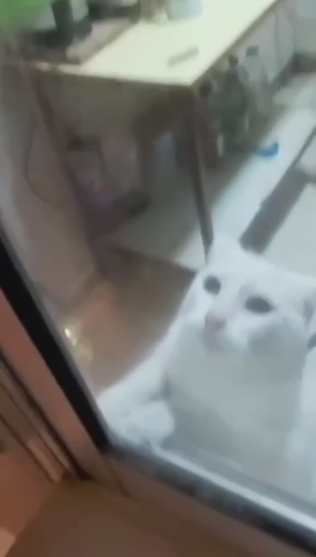 Кот трус горе в семье