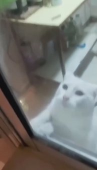 Кот трус горе в семье