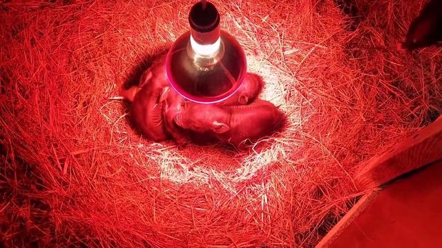 СЮЮРПРИИИЗ 🎉🎉🎉 Хрюша 🐷 РОДИЛА 😱😱😱