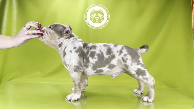 Щенок Зидан, Американский Булли