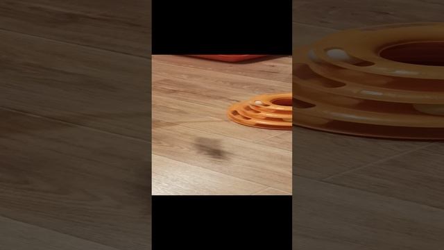 кошечке Кэти нужен дом