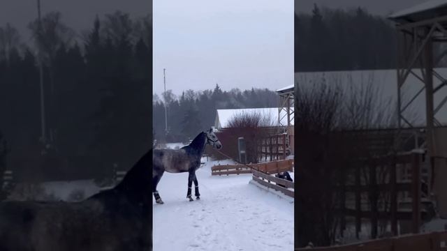Зимняя забава «урони друга в сугроб»
