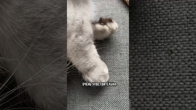 Почему кошка не любит, когда ее трогают за лапки