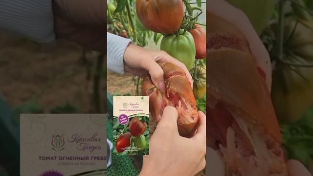 Хочешь собирать такой же урожай томатов? 🍅🍅🍅