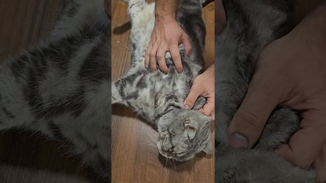 Массаж коту Барсику