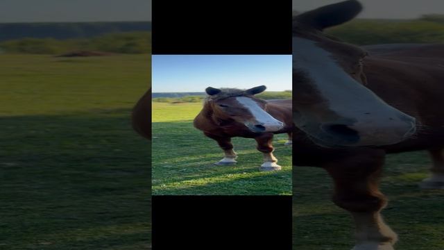 Лошадь 🐎 🌟 и ее #влюбленныйосел #осел 🫏 Жакуй❤️☘️