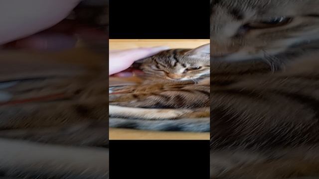 Душенька Марфушенька 4 месяца.Лирическое настроение.🐈💞🏡🐾