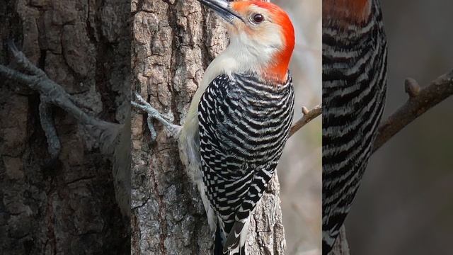 Red-bellied Woodpecker: Medium-sized woodpecker; black-and-white back; red cap; omnivorous.