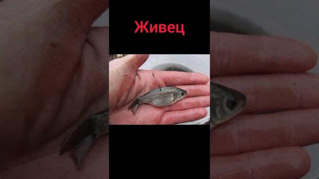 на что клюёт сом?
