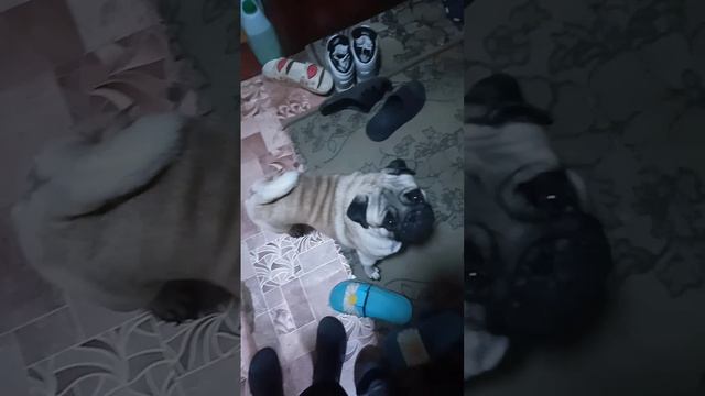 VID20241119070459.mp4