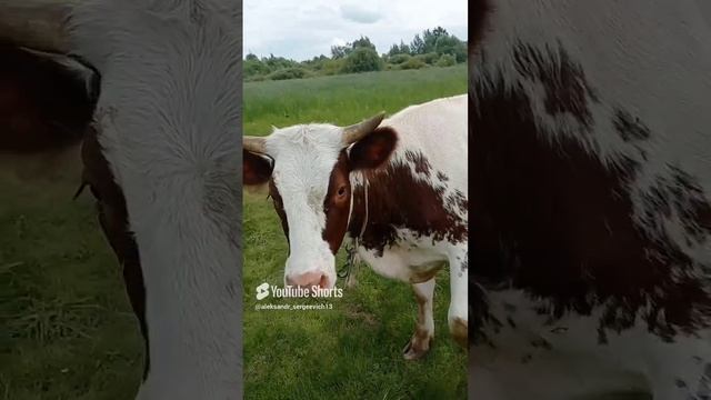 Молодая игривая корова