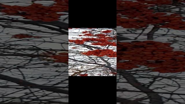 17-12-2024 " Рябина в снегу"