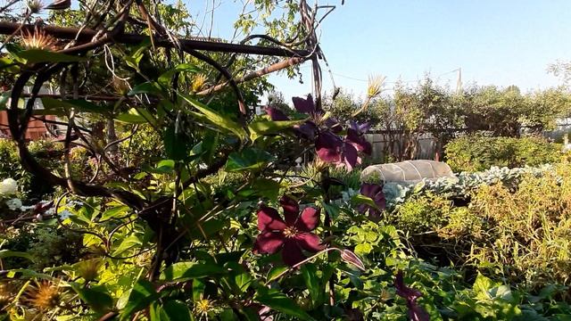 20240815_072640.mp4