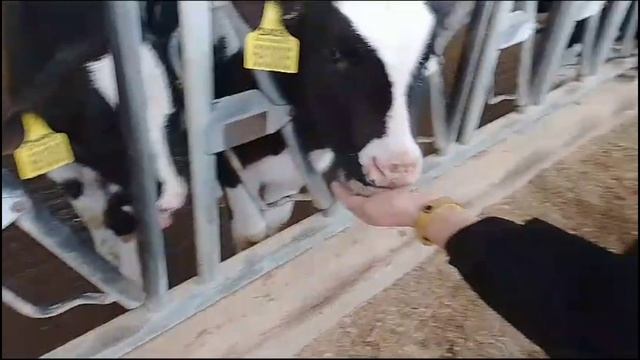 поездка на ферму эконива🐄🥛🧀