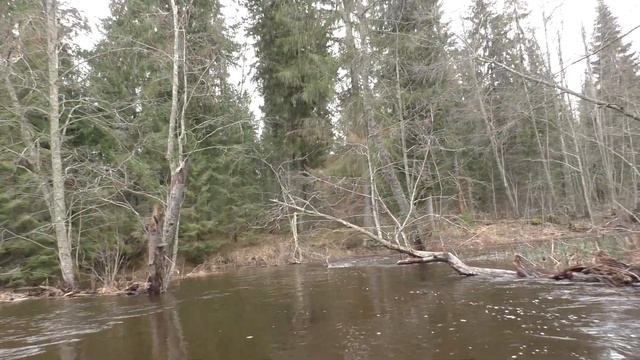 река Большая Тигма 4.04.2024 от Левошинки до Мошково