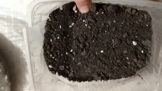 Как получить двойной урожай зелёного лука 🧅 быстро и просто.