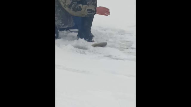 VID_20241217_130036