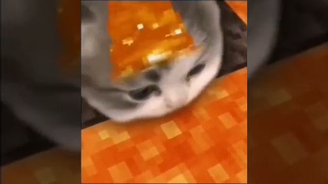 Кот который зачем то пет лаву