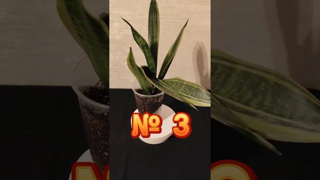 Сансевиерия Канарская Sansevieria Canary