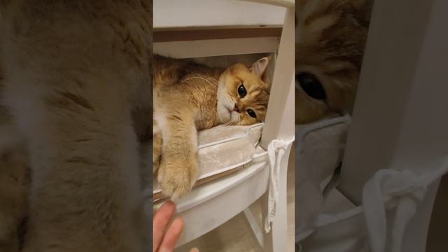 Мужчины выносливей женщин  #цитаты #cat #смешнойкот #кошки #коты #юмор #приколыскотами  #милыекоты