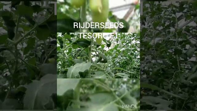 Томат ТЕЗОРО F1 (Tesoro F1) от Rijder Seeds.