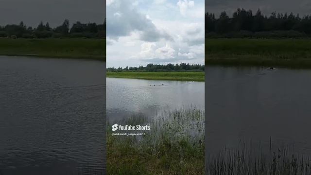 Уточки близко не подпускают