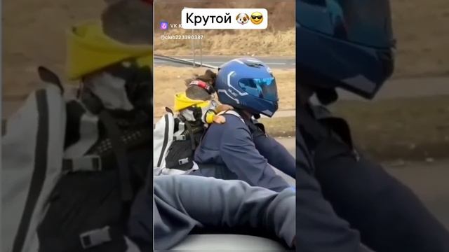 clip-223390387_456243351.mp4