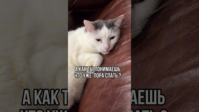 Когда пора спать😻