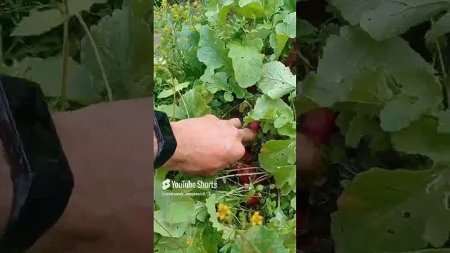 Редиска пойдет на салатик