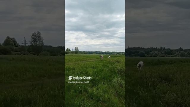 Коровки уходят с пастбища