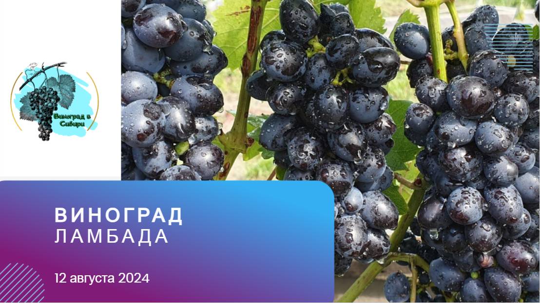Самый #ультра-ранний #виноград #Ламбада