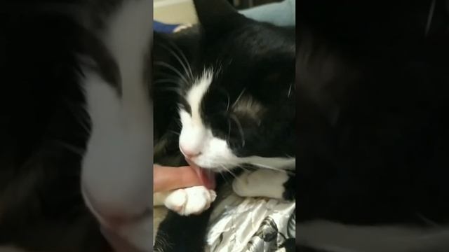 Вы тоже суёте кошке пальцы когда она умывается?