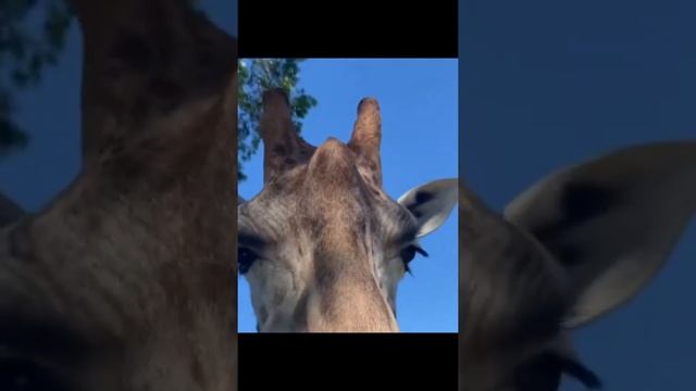 Giraffe ~ African artiodactyl mammal