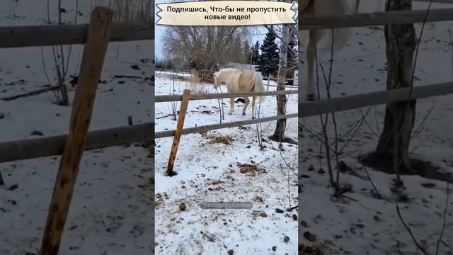 Коты против лошадей