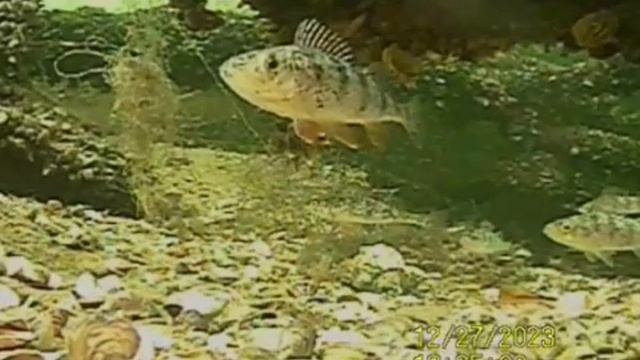 1000035282.mp4Волга 17.12.2024г.