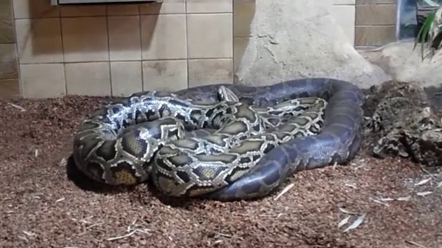 Тёмный тигровый питон