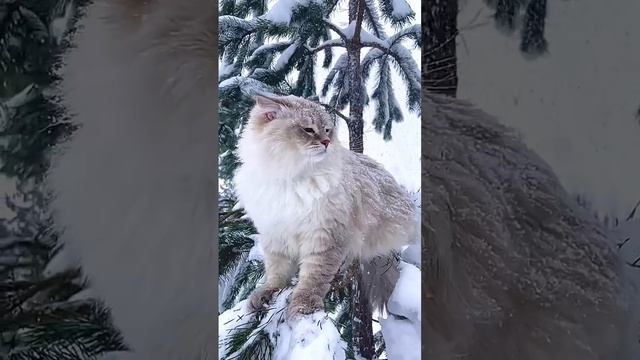Зима, кот.
