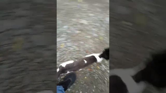 что за лев этот тигр