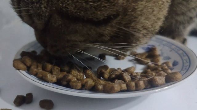 Cat eats dry food ASMR