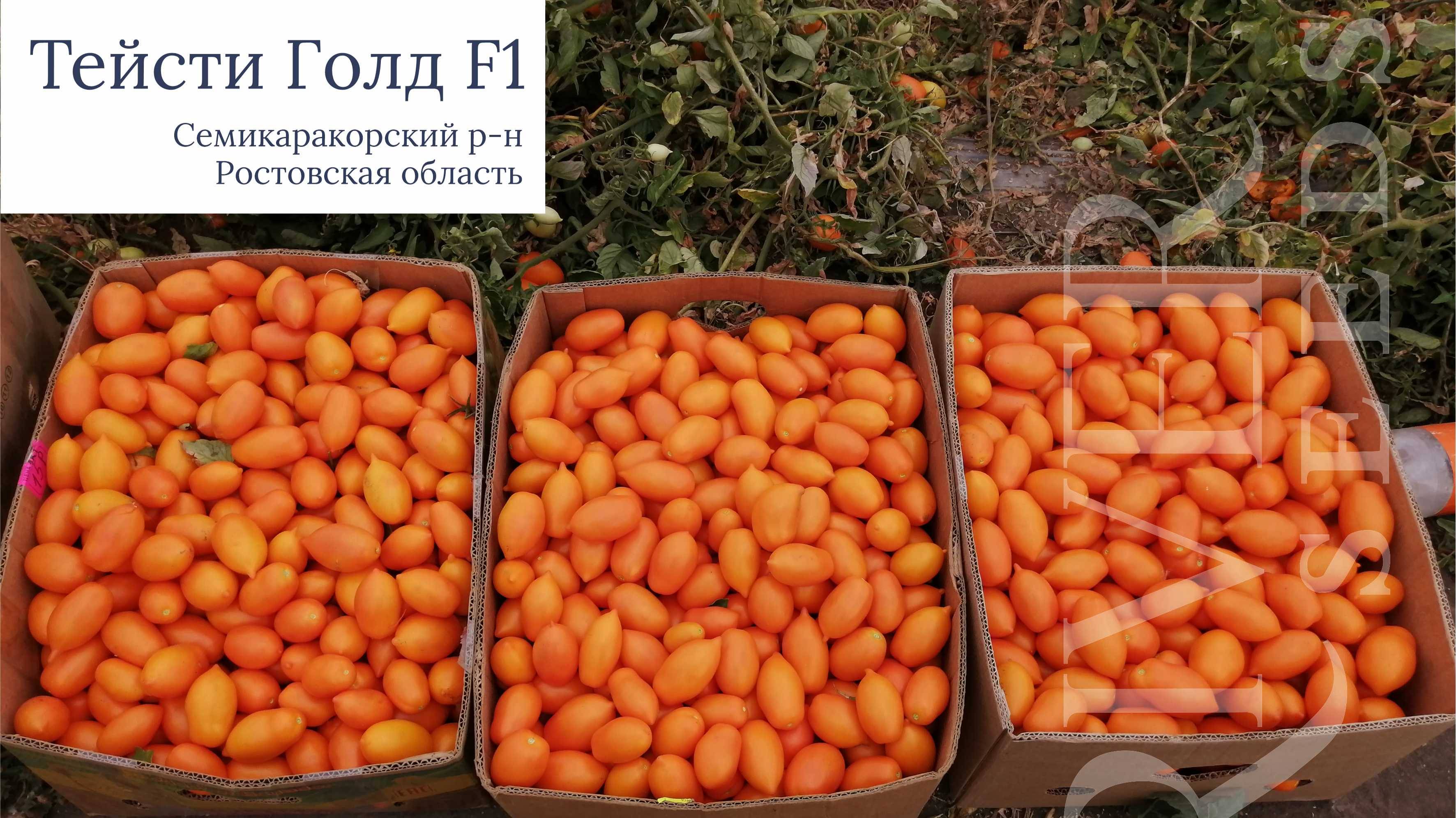 Детерминантный томат Тейсти Голд F1