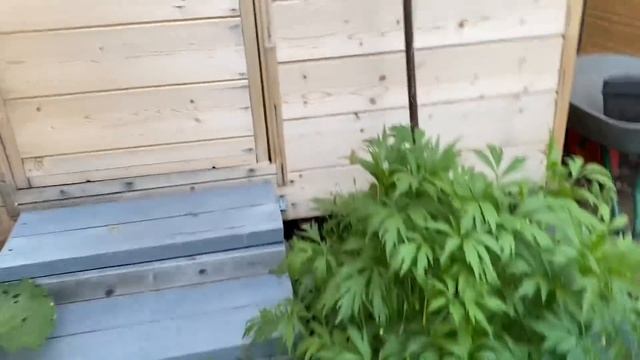 Получила «передачку» от подруги / На розах ожог от Бона Форте для роз и пионов. 24 мая 2021 г.