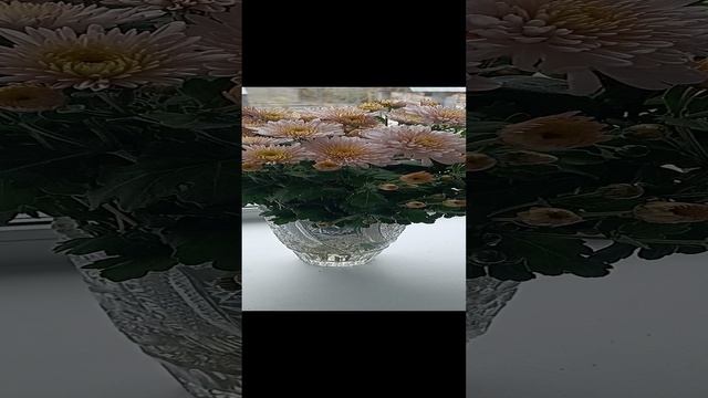 яблоневый цвет хризантема 77b9a21f-de63-41d0-a9a0-fe72a469b167-1_all_32.mp4 яблоневый цвет