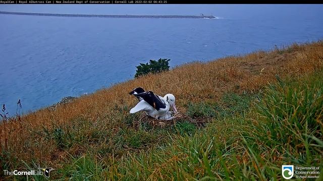 Королевский альбатрос. Завтрак  - The Royal albatross. Breakfast